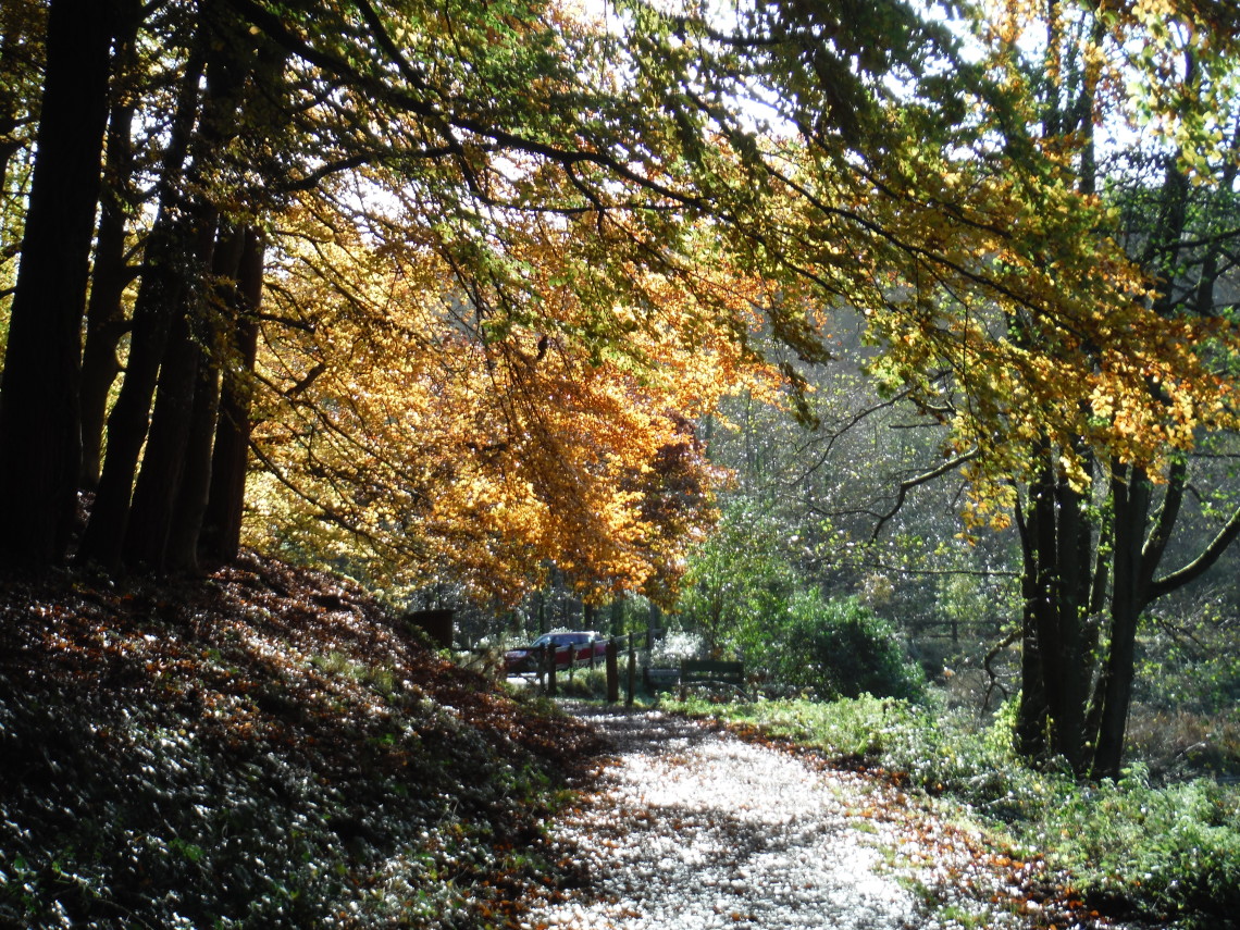 Last of the leaves